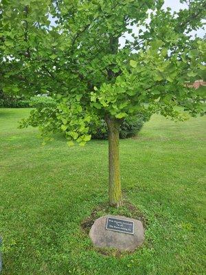 Memorial tree