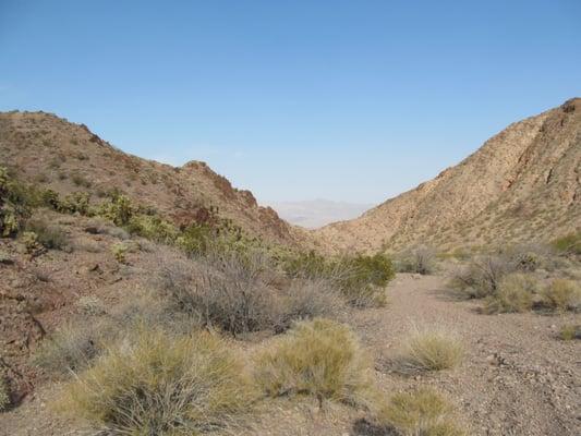 A perspective view of the teddy bear Cholla forest.