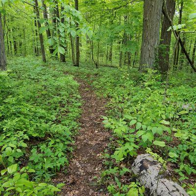 going right at the split, the trail becomes narrower as it heads downhill