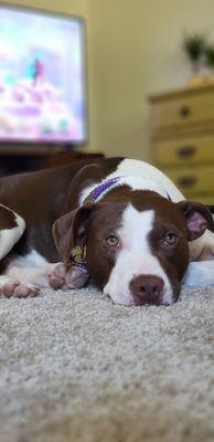 Mocca is ready for a nap after her walk