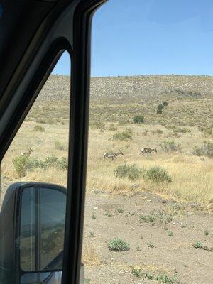 Antelope on the way back