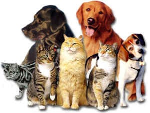 Happy Tails Pet Services