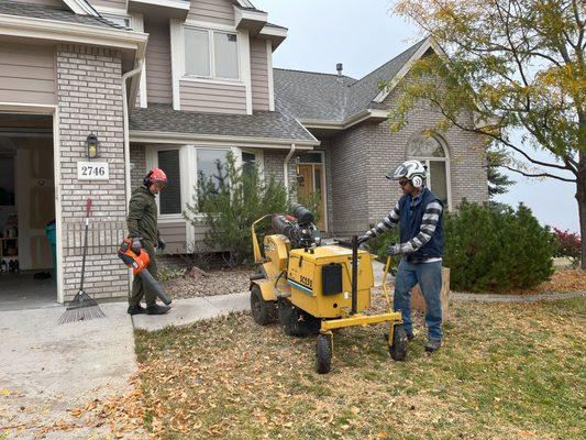 After huge pine tree cut down, team doing stump grinding and clean-up