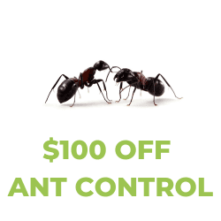 Save $100 off ant maintentance.