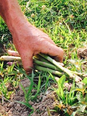 Harvesting the asparagus with Eugene!!  Yummy!