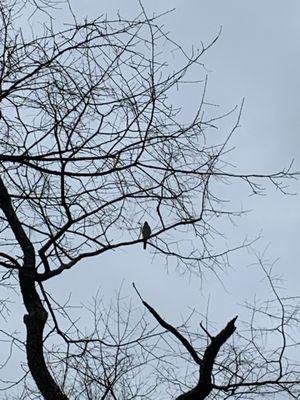 Pennypack Ecological Restoration Trust