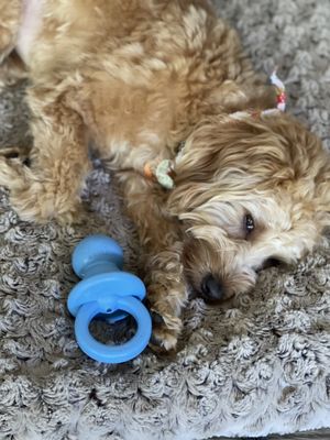 Last puppy sleepy and taking a rest after being spayed