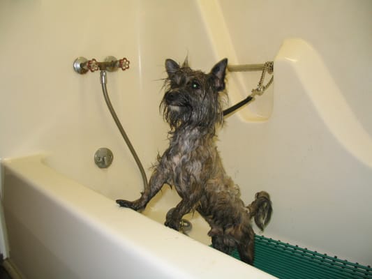 Grooming - bath.