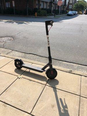 Bird Scooter in West End