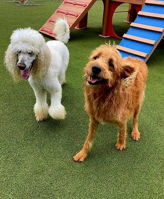 Solomon running with one of his friends!