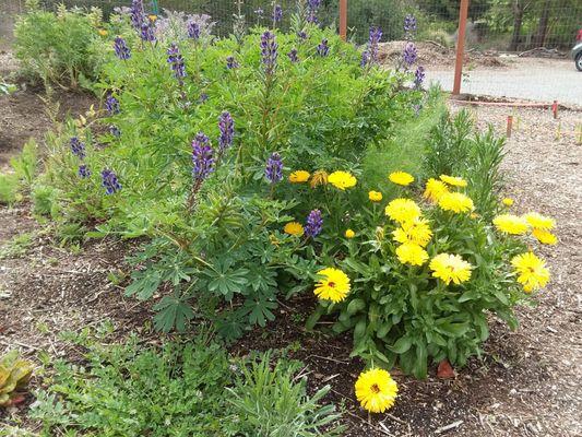 Jennys' Butterfly Garden