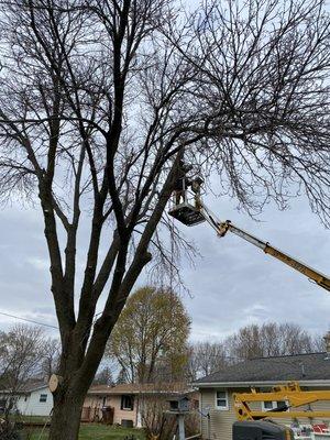 North East Tree Service