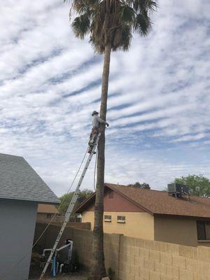 CAP Landscaping And Tree Removal Service