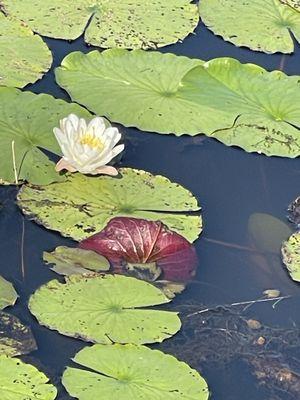 Lily Pads & Lotus