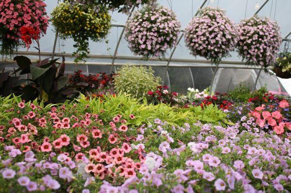 Captivating Hanging Baskets + Assorted Annuals ~ Find choices sure to please you!