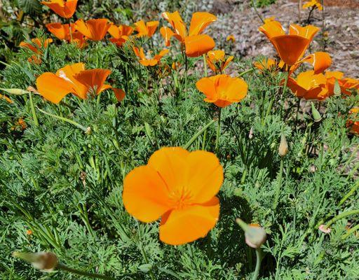 California's State Flower - the California Poppy or Golden Poppy.