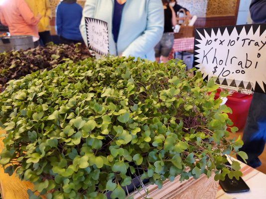 Fabulous Microgreens from Double Rainbow Farm