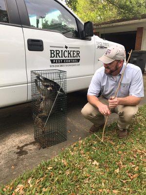 Caught this raccoon in a customer's attic - he stunk and was mad at me!