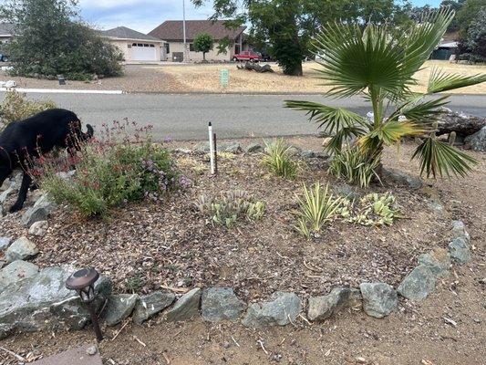 After/garden pruning