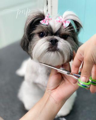 PRETTY SHIH TZU