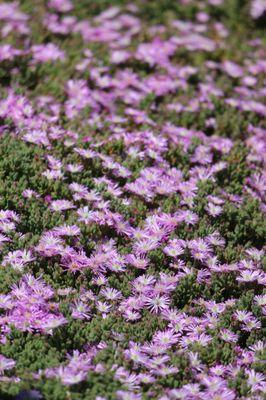 Flowers in bloom