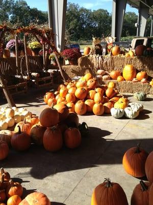 Tons of pumpkins.