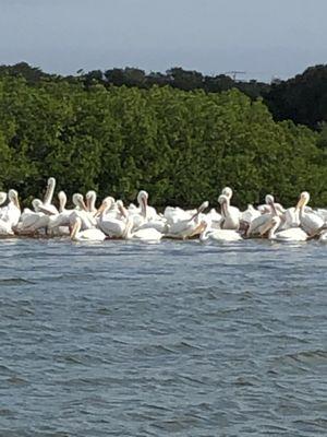 White Pelicans