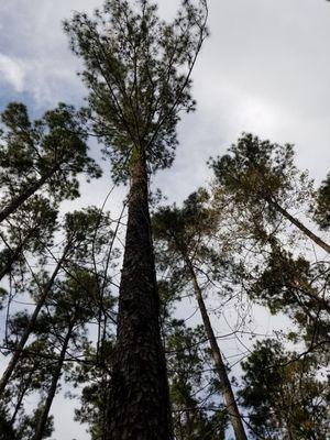 Sabine National Forest