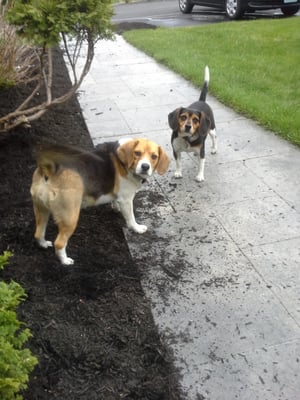 Two happy beagle girls trained by Steve Swartz!! A great person and great dog trainer.