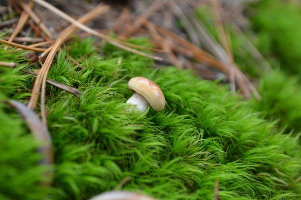 There's moss and mushrooms everywhere!