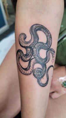 Black and grey snake