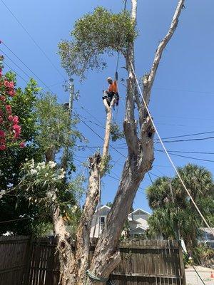 Paper tree removal, in back yard next to primary wires.