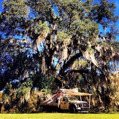 Bayou Tree Service