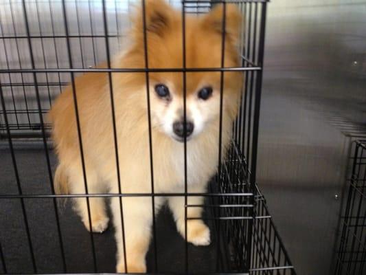 This is my 16 year old Pom, Buster. He came in need of a lot of attention. As you can see, he looks fantastic! Nancy is amazing!