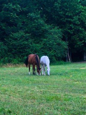 Joey and Ghost... besties