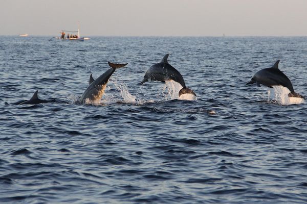 GoKayak! Paddle with a Porpoise