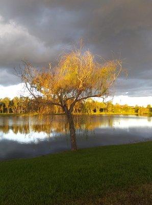 Beautiful Willow tree.