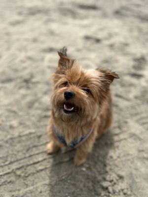 Penny at Alamitos Beach for her Adventure Hike.