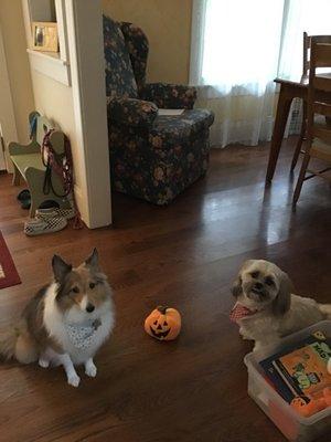 Max and Liliou after a visit for grooming