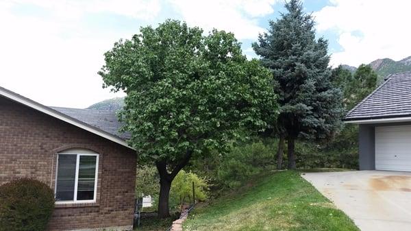 Trimmed off and away from roof, removed dead and diseased wood, rounded over, balanced and shaped
