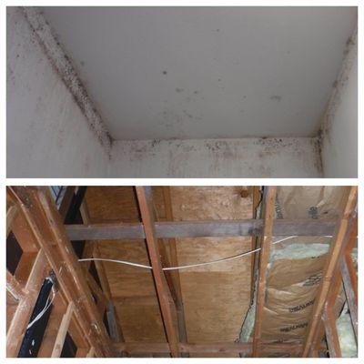 Mold Damage