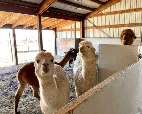 Grazing Hills Alpacas