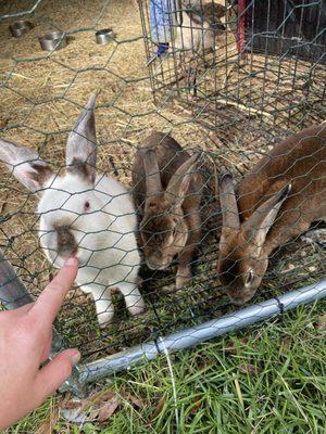 Our friendly Bunnies in their Hut