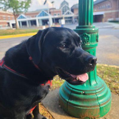 River getting his game face on, ready to work on-site.