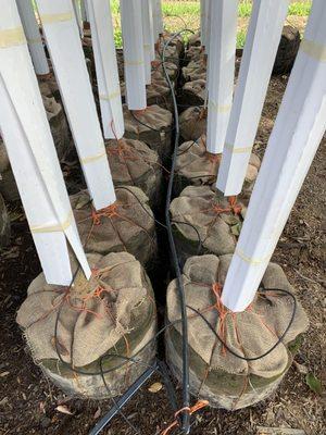 Trees in lead are saturate before they are dug and again before they are shipped to be fully hydrated.