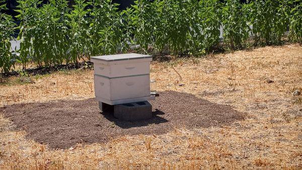 Of course, a farm would not be complete without a beehive