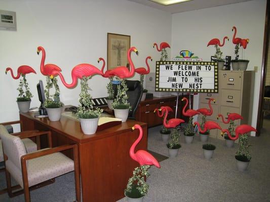 Flamingos