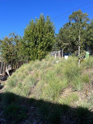 California Fescue oasis on Mount Tam.