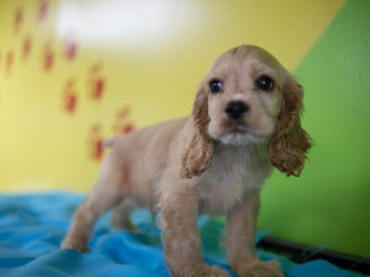 Cocker Spaniel for Sale