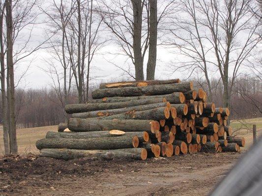 Logging & Lot Clearing